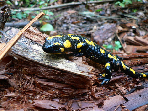 salamandra škvrnitá Salamandra salamandra