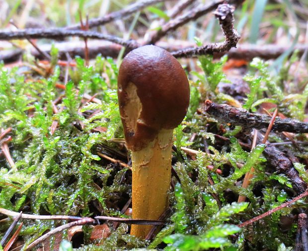 žezlovka hlavičkatá Tolypocladium capitatum (Holmsk.) Quandt, Kepler & Spatafora