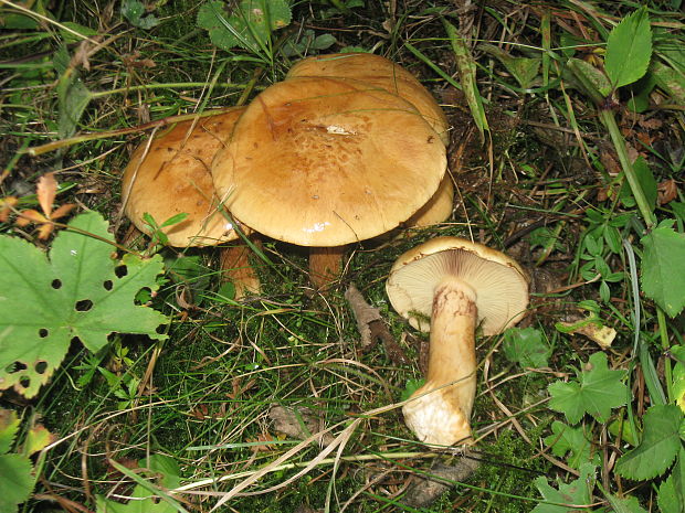 čírovka plavohnedá Tricholoma fulvum (Fr.) Bigeard & H. Guill.