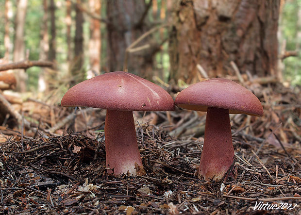 čírovec červenožltý Tricholomopsis rutilans (Schaeff.) Singer