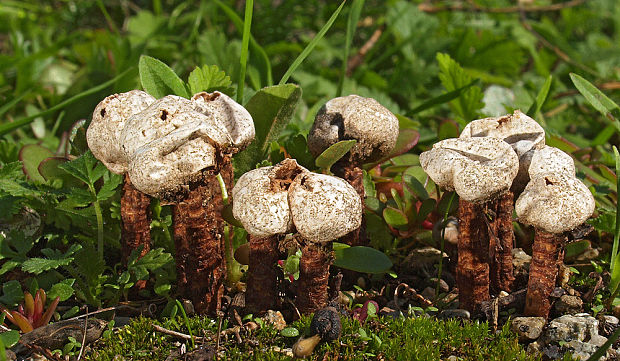 stopkovec vláknitý Tulostoma fimbriatum Fr.