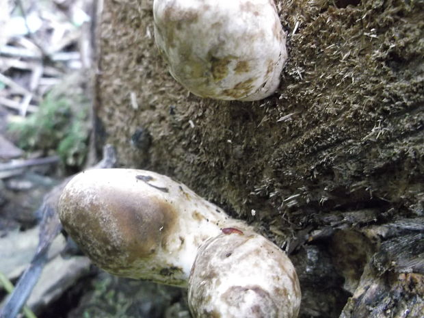 pošvovec stromový Volvariella bombycina (Schaeff.) Singer