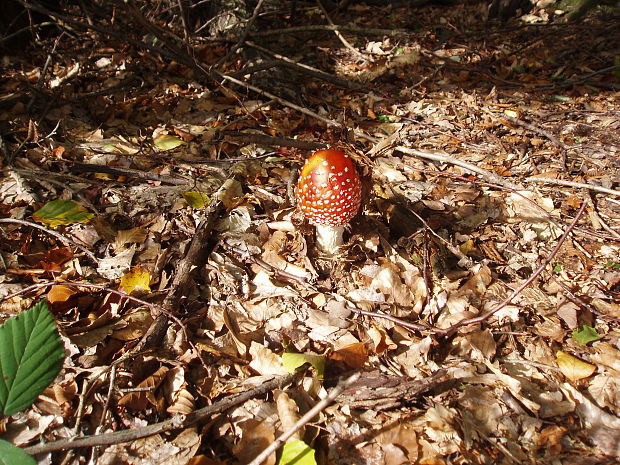 muchotrávka červená Amanita muscaria (L.) Lam.