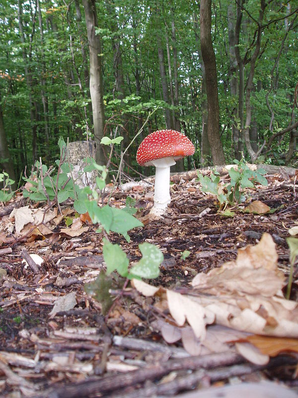 muchotrávka červená Amanita muscaria (L.) Lam.