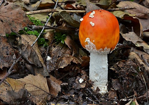 muchotrávka červená Amanita muscaria (L.) Lam.