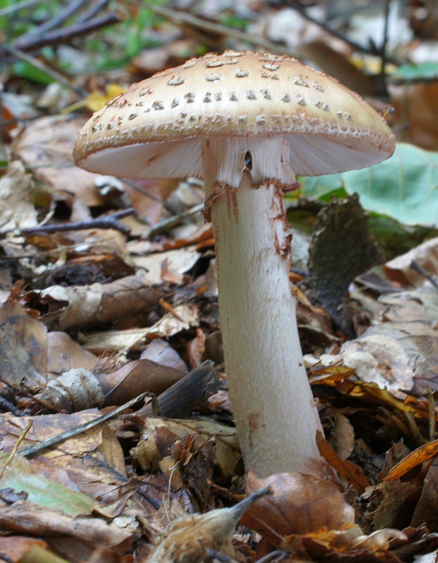 muchotrávka červenkastá Amanita rubescens Pers.