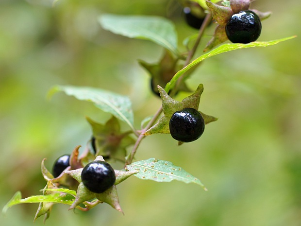 ľuľkovec zlomocný Atropa bella-donna L.