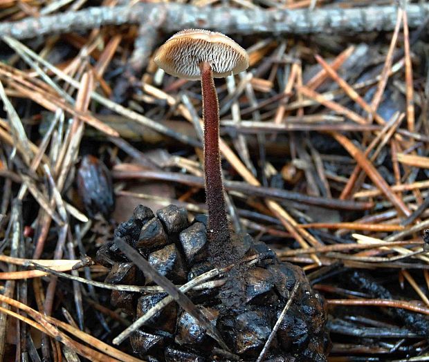 lopatovka obyčajná Auriscalpium vulgare Gray