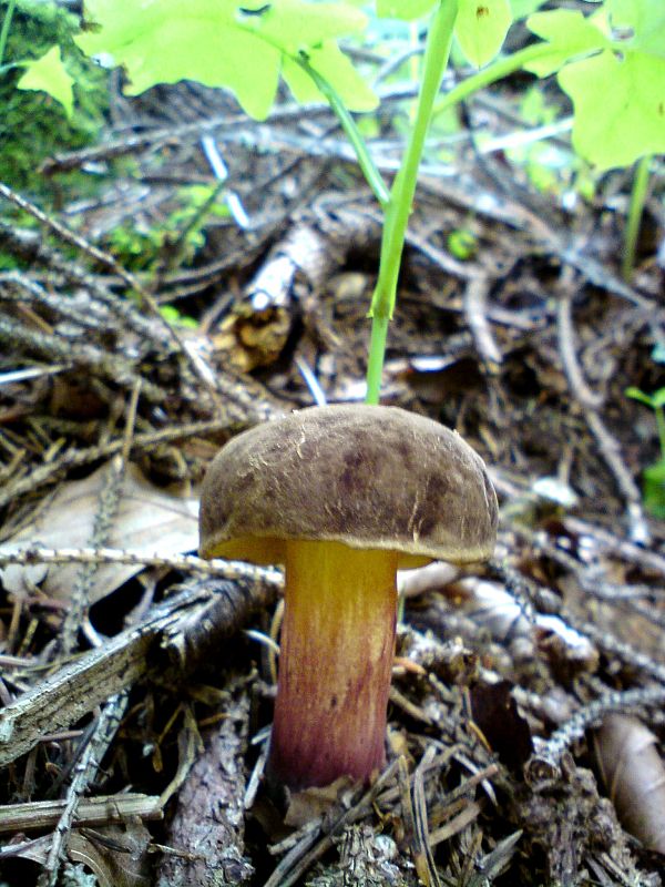 suchohríb žltomäsový Boletus chrysenteron Bull. (1791)