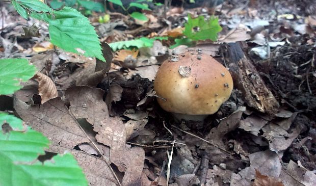 hríb smrekový Boletus edulis Bull.