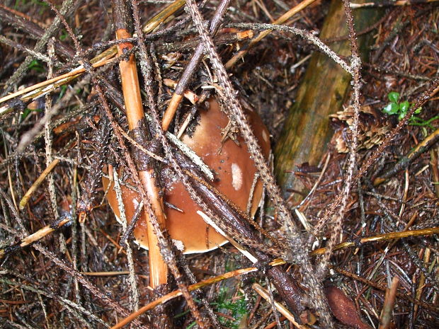 hríb smrekový Boletus edulis Bull.