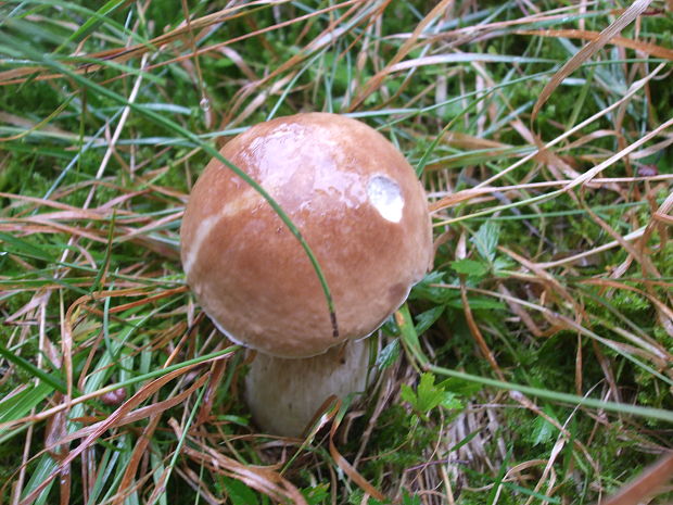 hríb smrekový Boletus edulis Bull.