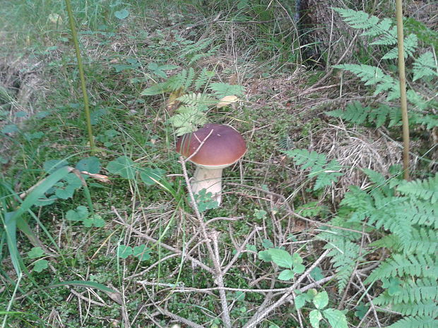 hríb smrekový Boletus edulis Bull.