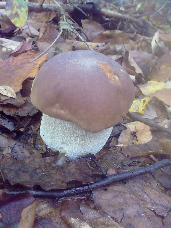 hríb dubový Boletus reticulatus Schaeff.