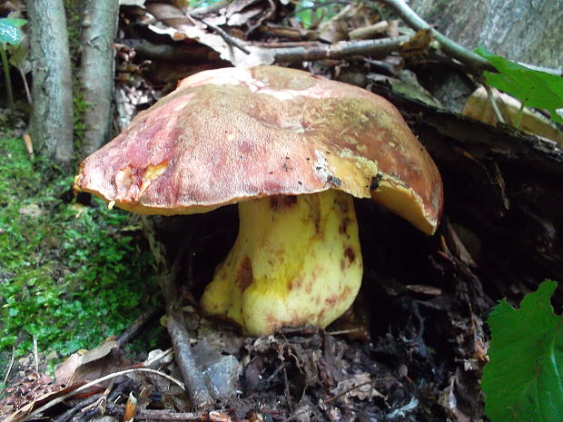 hríb kráľovský Butyriboletus regius (Krombh.) D. Arora & J.L. Frank