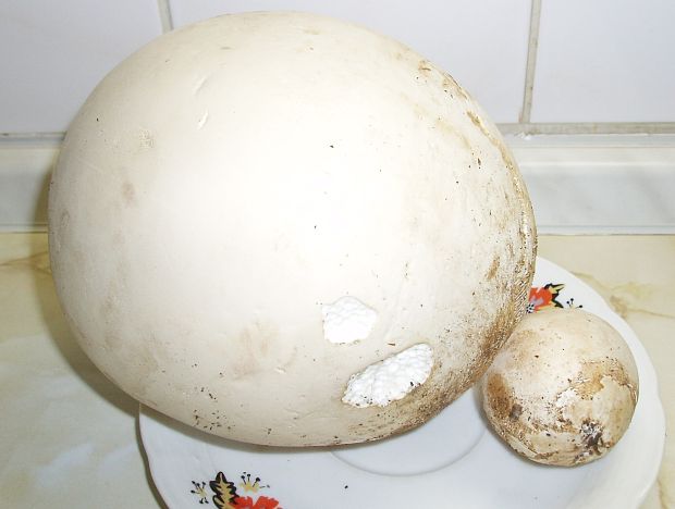 vatovec obrovský Calvatia gigantea (Batsch) Lloyd