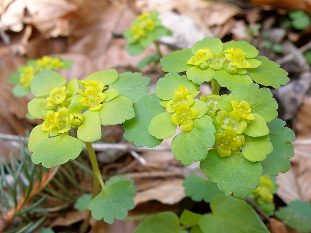 slezinovka striedavolistá / mokrýš střídavolistý Chrysosplenium alternifolium L.