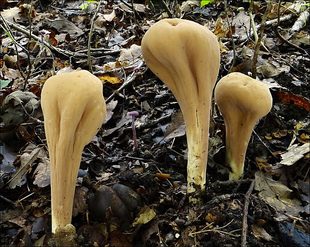 kyjak obrovský Clavariadelphus pistillaris (Fr.) Donk