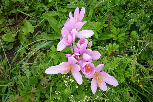 jesienka obyčajná Colchicum autumnale