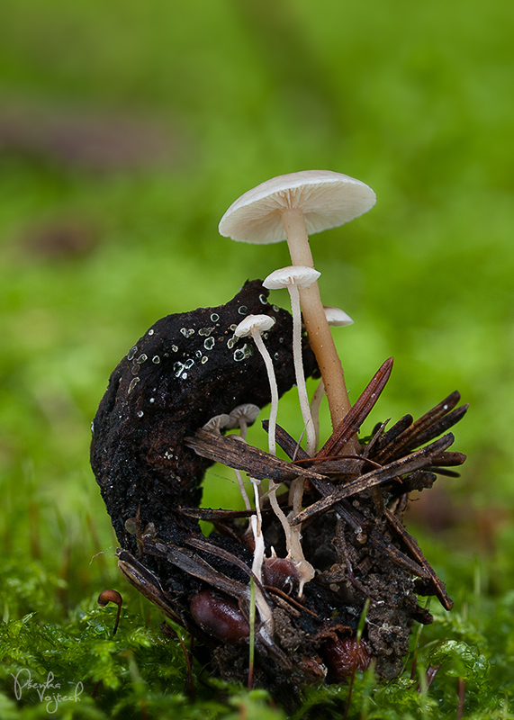 peniazovka hľúzkovitá Collybia tuberosa (Bull.: Fr.) Kumm.