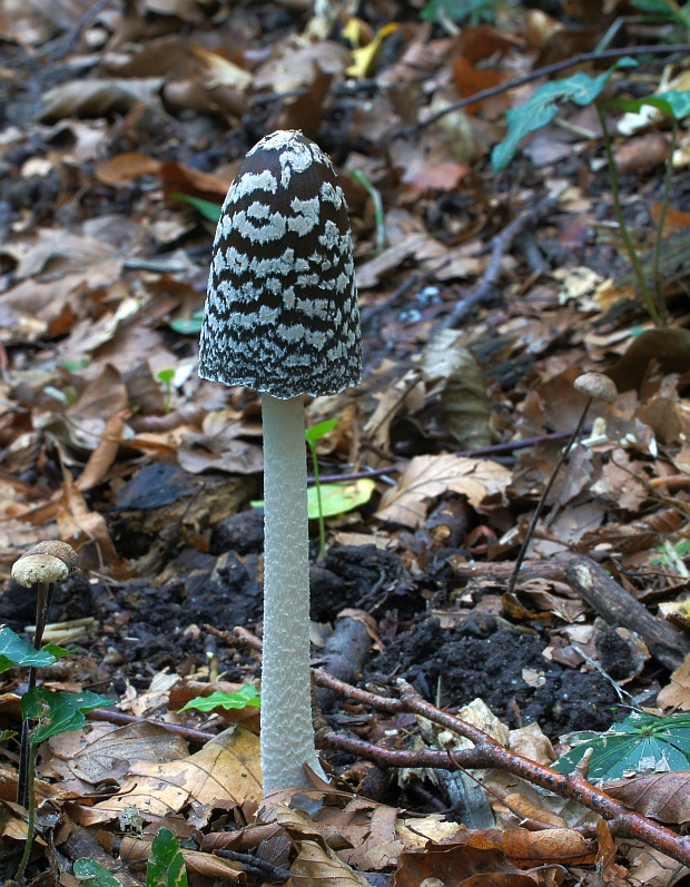 hnojník strakatý Coprinopsis picacea (Bull.) Redhead, Vilgalys & Moncalvo