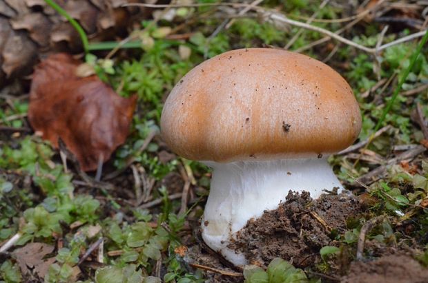 pavučinovec Cortinarius sp.