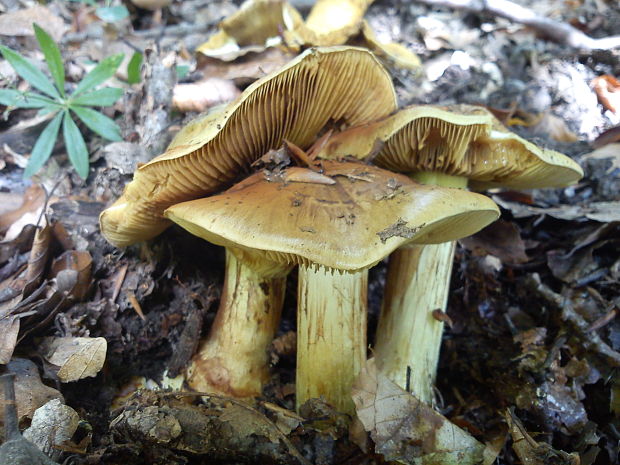 pavučinovec Cortinarius sp.