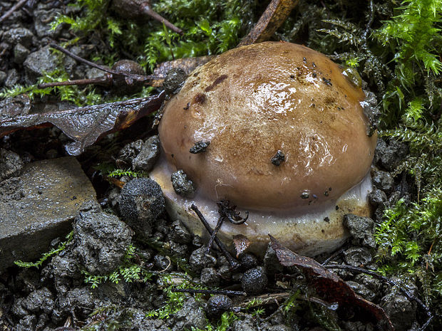 pavučinovec Cortinarius sp.