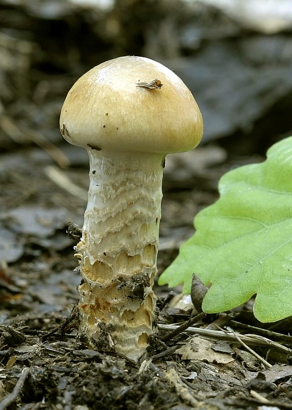 pavučinovec mazľavý Cortinarius trivialis J.E. Lange