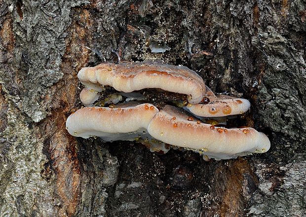 práchnovček pásikavý Fomitopsis pinicola (Sw.) P. Karst.