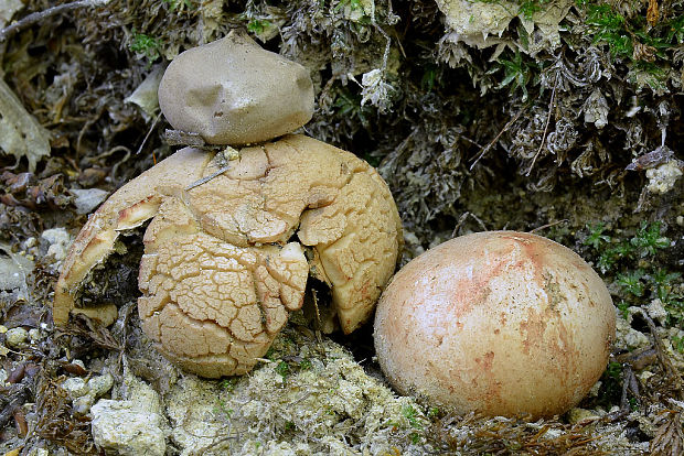 hviezdovka červenkastá Geastrum rufescens Pers.