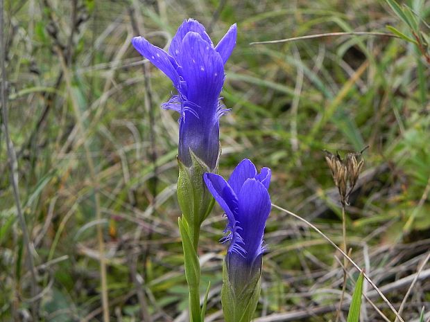 pahorec brvitý Gentianopsis ciliata (L.) Ma