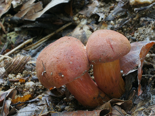 suchohríb karmínový Hortiboletus rubellus (Krombh.) Simonini, Vizzini & Gelardi