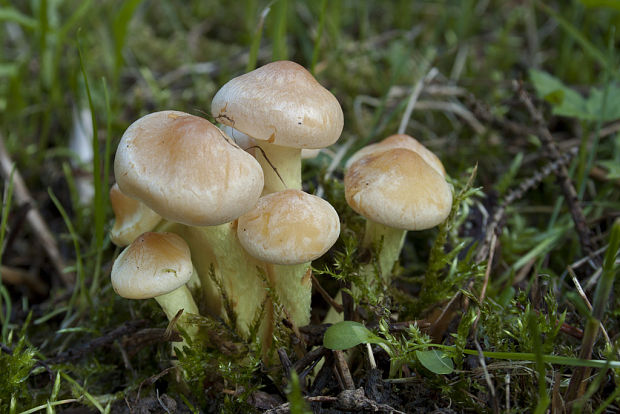 strapcovka zväzkovitá Hypholoma fasciculare (Huds.) P. Kumm.