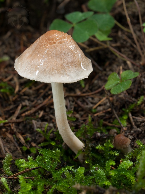 vláknica sindonská Inocybe sindonia (Fr.) P. Karst.