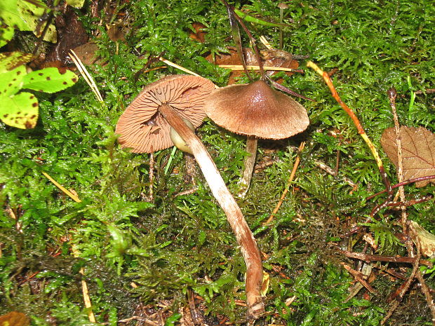 vláknica Inocybe sp.