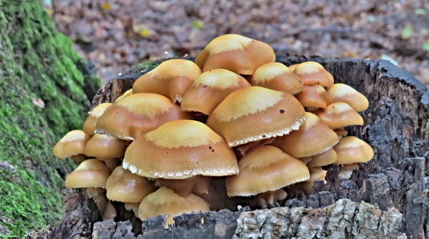 šupinačka menlivá Kuehneromyces mutabilis (Schaeff.) Singer & A.H. Sm.