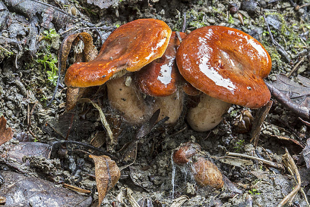 rýdzik Lactarius sp.