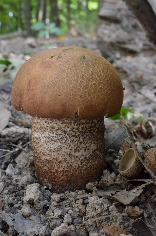 kozák dubový Leccinum aurantiacum (Bull.) Gray