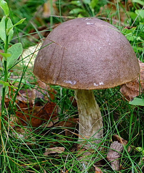 kozák brezový Leccinum scabrum (Bull.) Gray