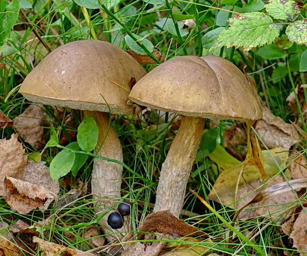 kozák brezový Leccinum scabrum (Bull.) Gray