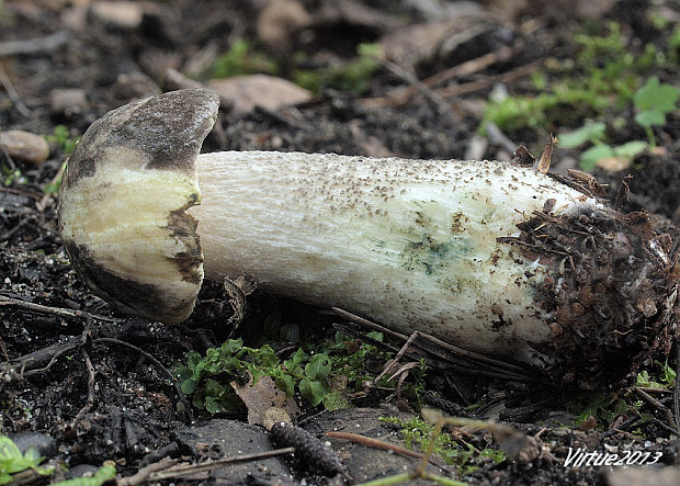 kozák rozličnofarebný Leccinum variicolor Watling