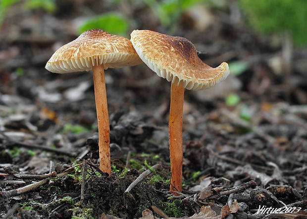 bedlička hnedá Lepiota castanea Quél.