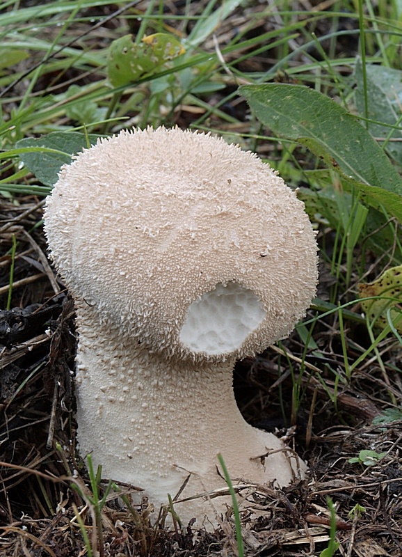 rozpadavec stopkatý Lycoperdon excipuliforme (Scop.) Pers.