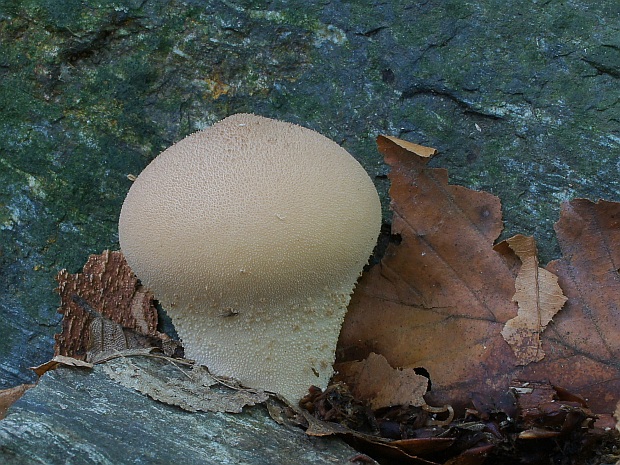 prášnica hnednúca Lycoperdon molle Pers.