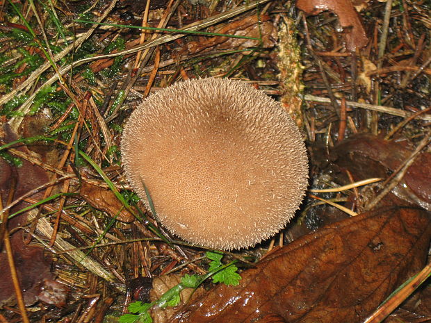 prášnica huňatá Lycoperdon umbrinum Hornem.