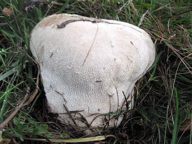 rozpadavec dlabaný Lycoperdon utriforme Bull.