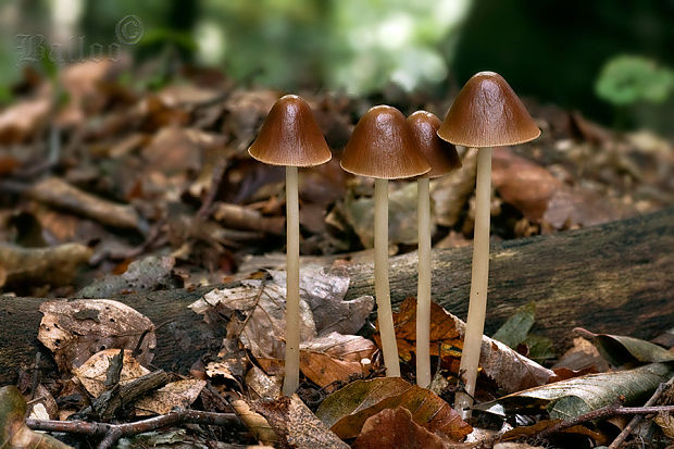 drobuľka veľká Parasola conopilus (Fr.) Örstadius & E. Larss.