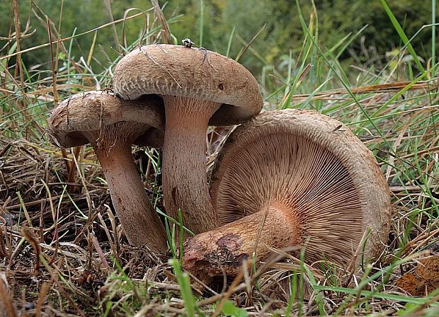 čechračka podvinutá Paxillus involutus (Batsch) Fr.