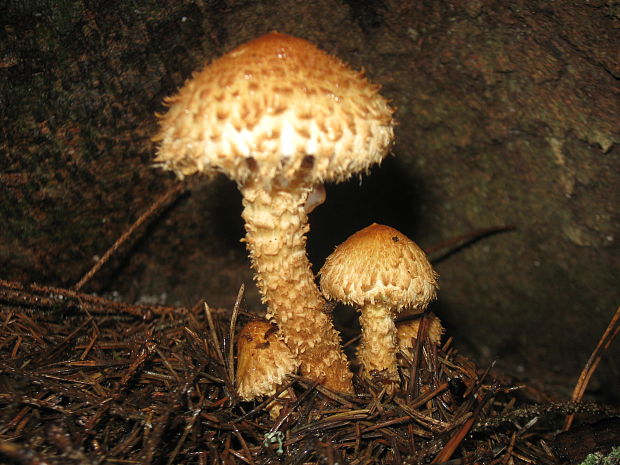 šupinovka šupinatá Pholiota squarrosa (Vahl) P. Kumm.